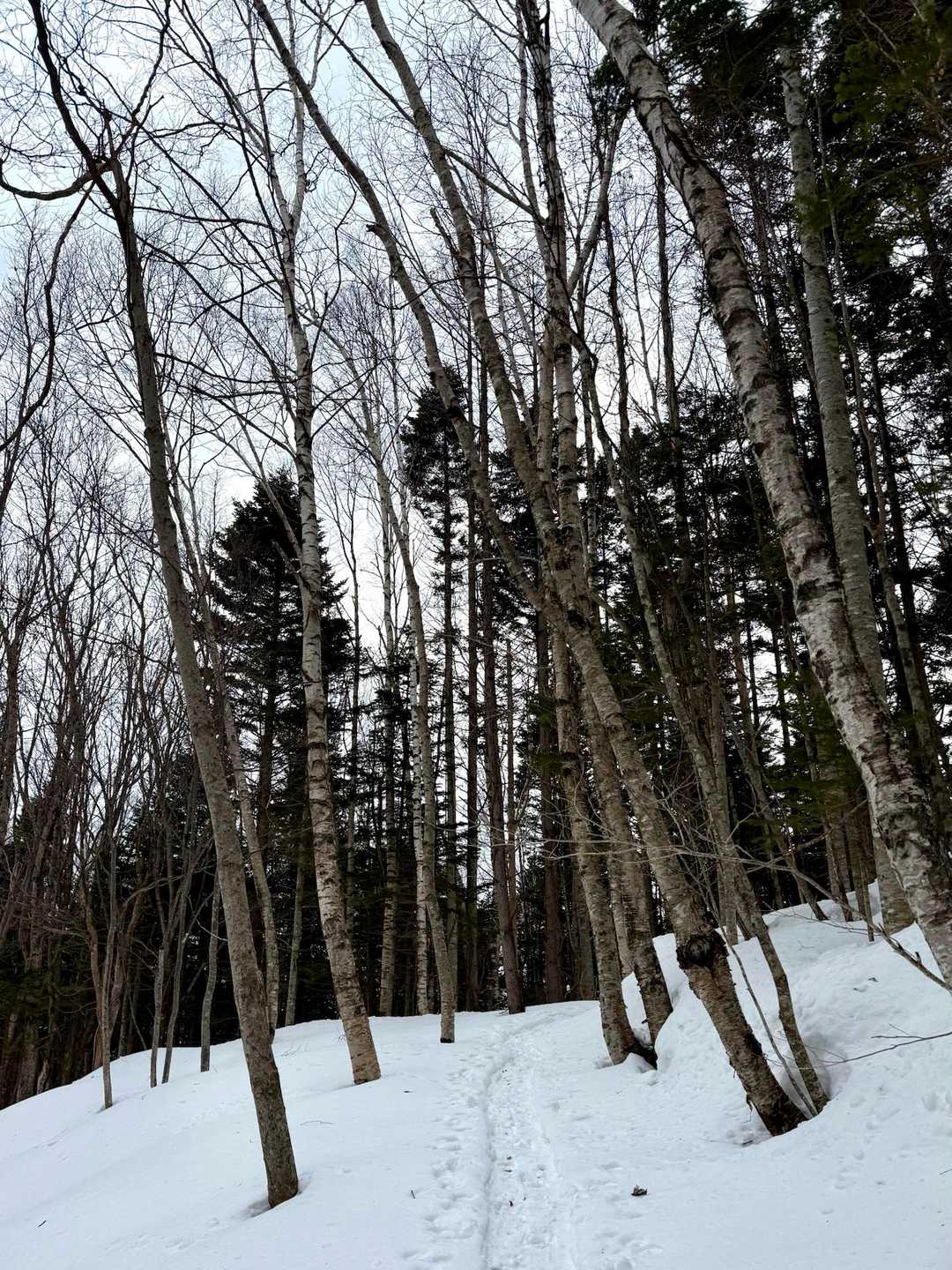 初めは緩やかな道🌲