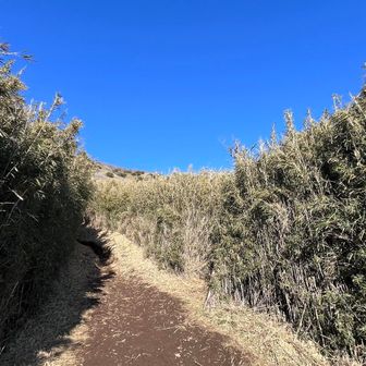 明神ヶ岳方面への分岐を過ぎると、こんな感じの道に。
両サイドの木？がもう少し低いければ、眺めの良い道だろうに😅