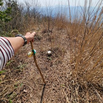 あのあたりが山頂らしい。