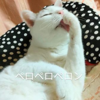 うめもっちゃん