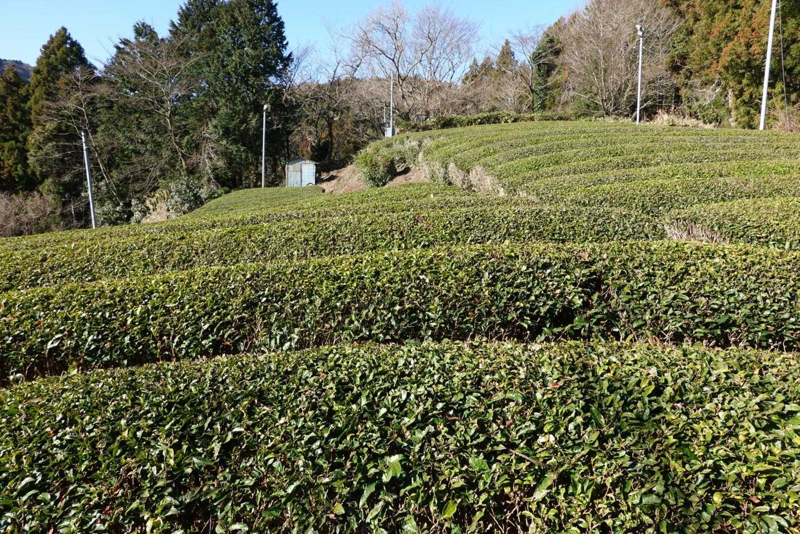 茶畑??😋