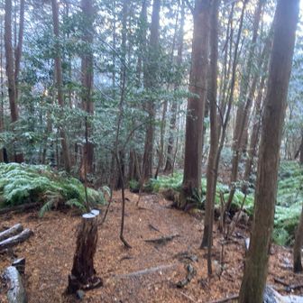 濡れた石で滑りそうなのでエスケープルートで下山