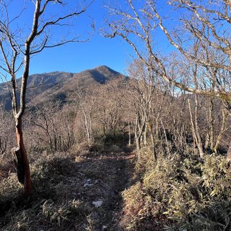 霜柱のサクサクという音が気持ちいいが、昼近くになるとズルズルの泥濘に🫩