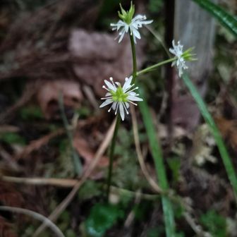 熊野古道 小辺路 やっぱり可愛い❤