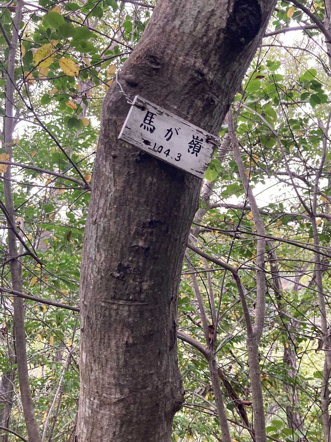 馬が嶺の写真
