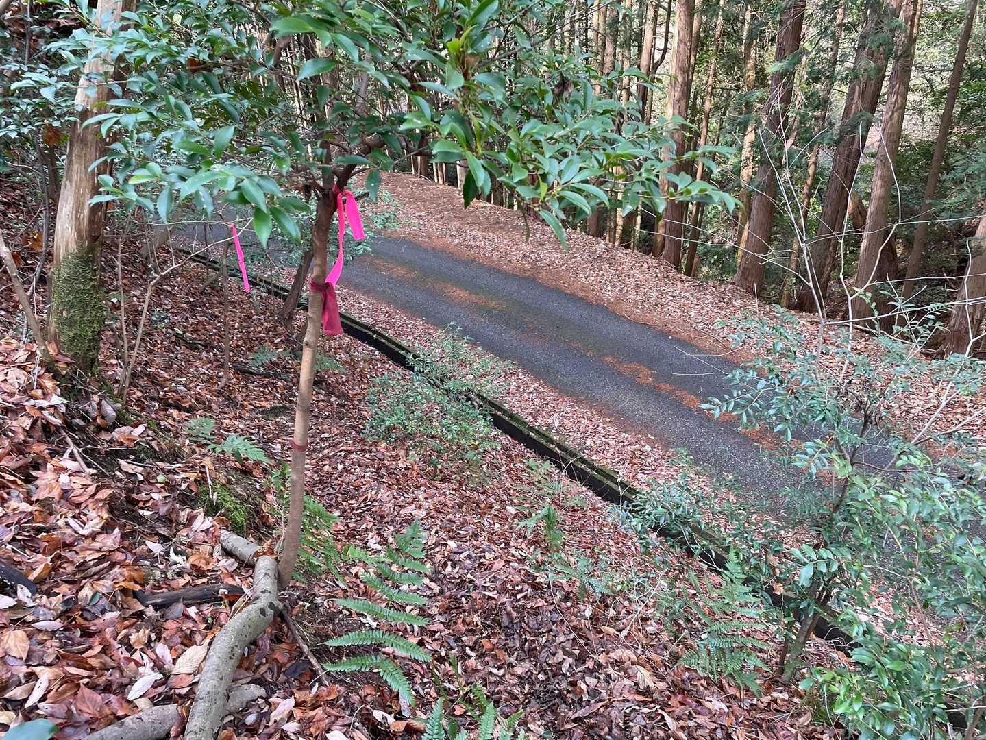 車道まで降りてきました