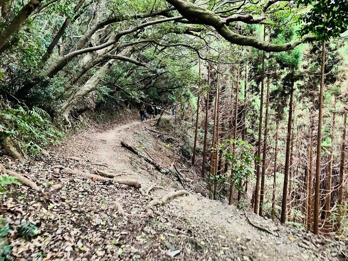 九州オルレ 久留米・高良山コースの写真