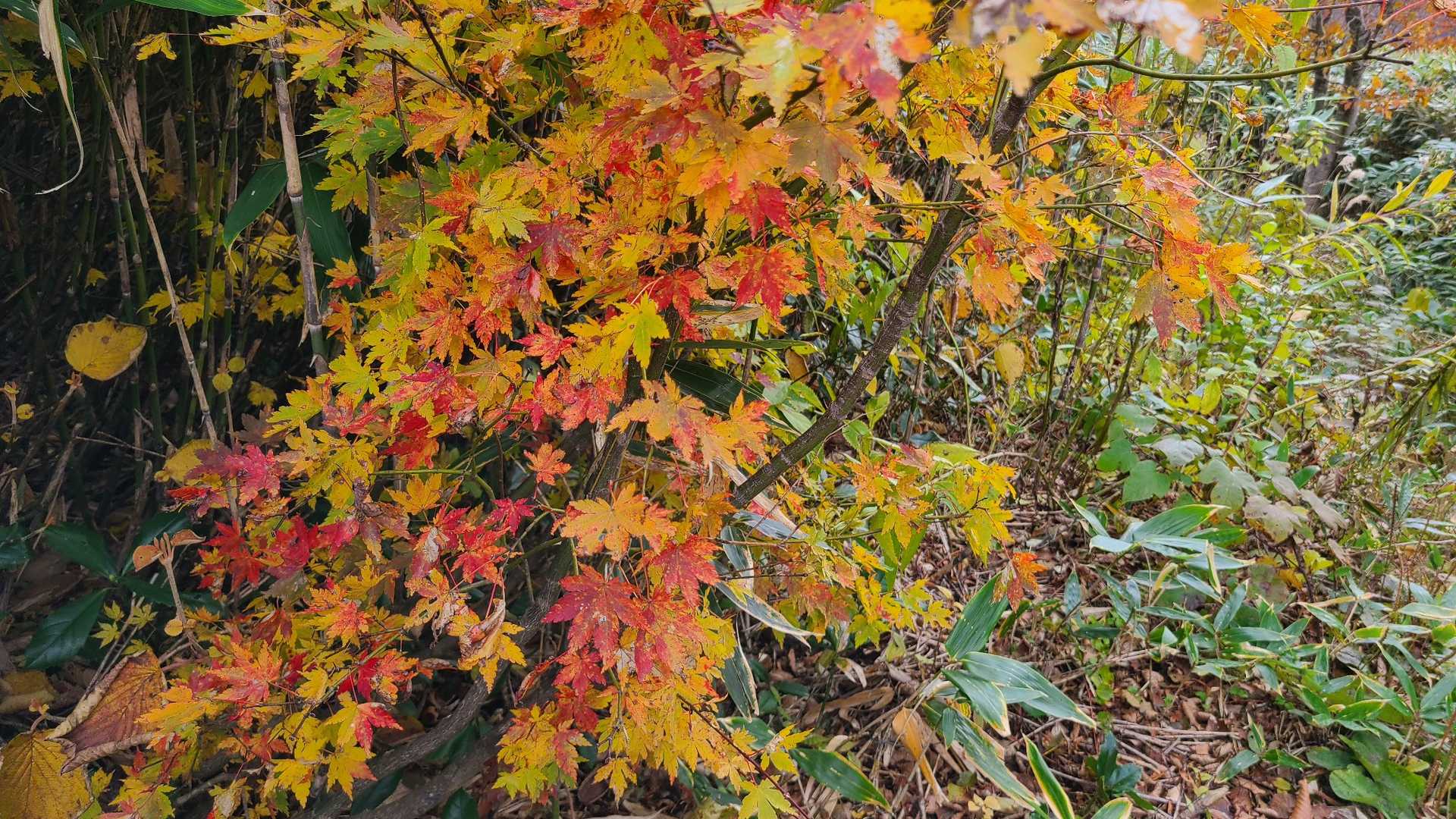 🎵秋の夕～日に　照る山もみじ🍁～