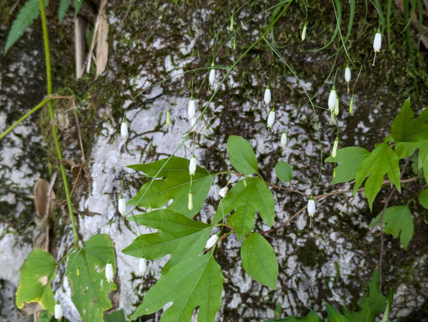 天狗ノ森 -黒滝山 周回コースの写真