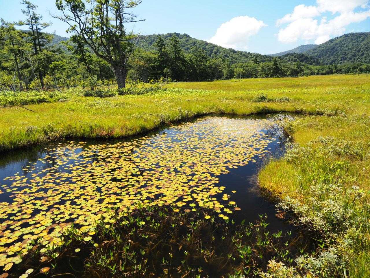 鳩待峠-尾瀬ヶ原 周回コースの写真