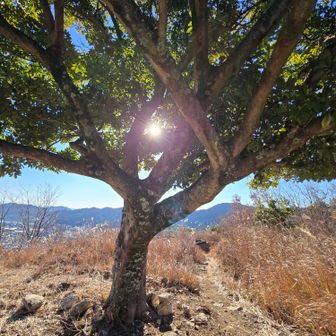 皿ヶ嶺の樹木、十年くらい前にはちっちゃかったのに💦