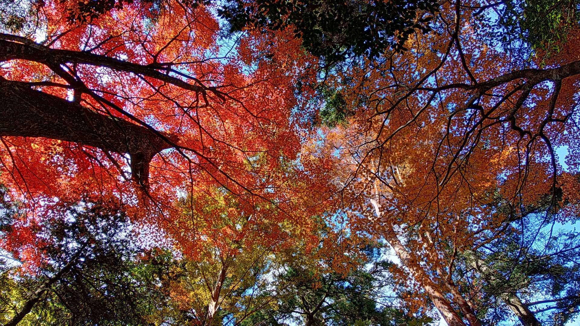 無駄足だったか…、と、ふと上見ると、おぉーカラフル🍁