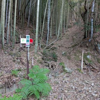 竹林の登山口