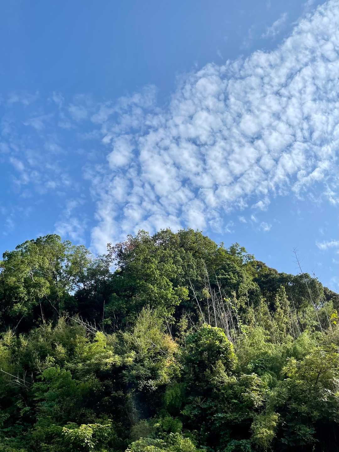 忍頂寺バス停-宝池寺-竜王山 周回コースの写真
