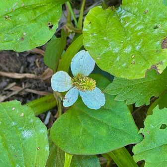 馬の背。ドクダミの花がありました。