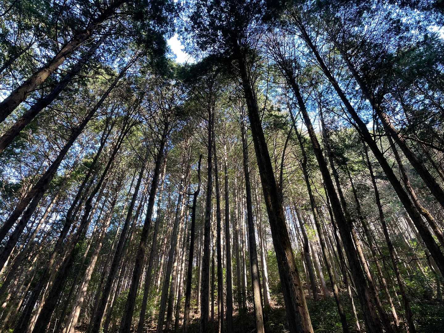 木漏れ日が心地よいのも里山の良いところ❣️
