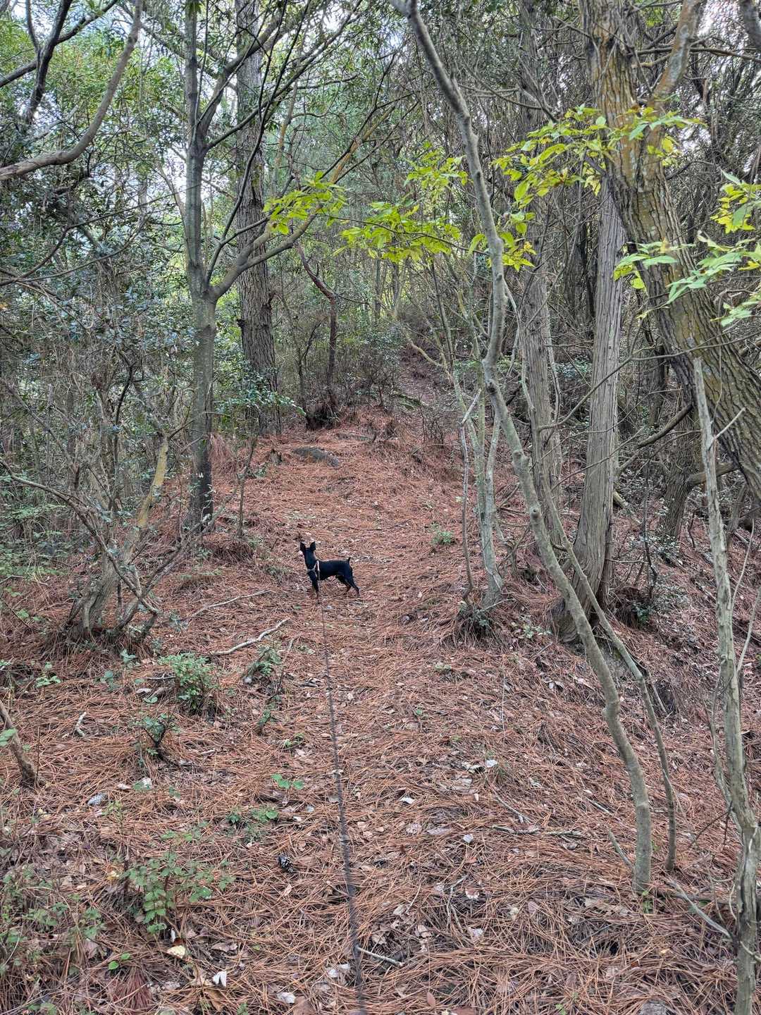 綺麗に整備されている歩きやすい登山道
整備されている方々に感謝です♪