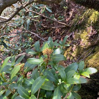 ミヤマシキミの蕾