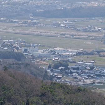 眼下には、今を盛りの桜🌸並木が見えています😊