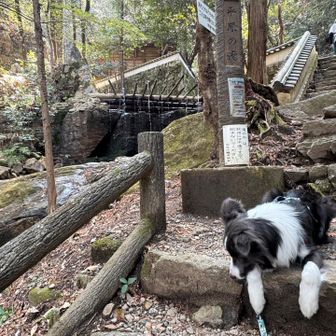 この滝の裏の道がわからなかったのよー😠