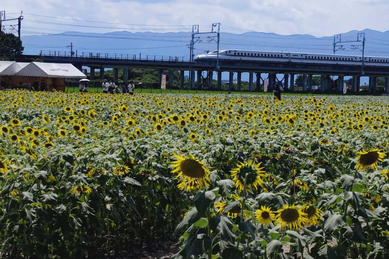 てっちゃん…でお馴染み～ ひまわり🌻... / cocataさんのモーメント | YAMAP / ヤマップ