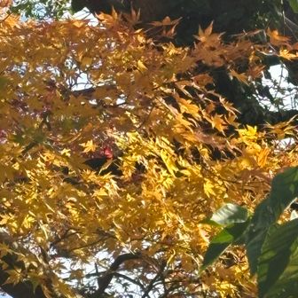 駐車場まで帰って来ました
紅葉綺麗🍁