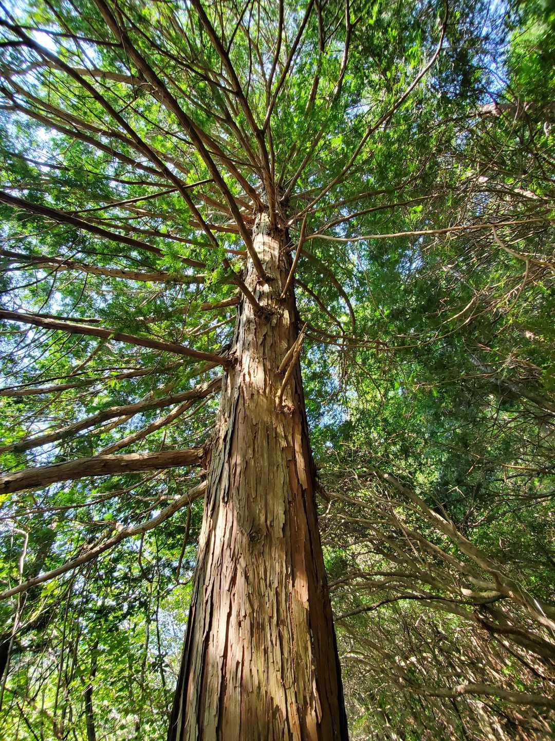 千手観音様のよーな巨木🌲