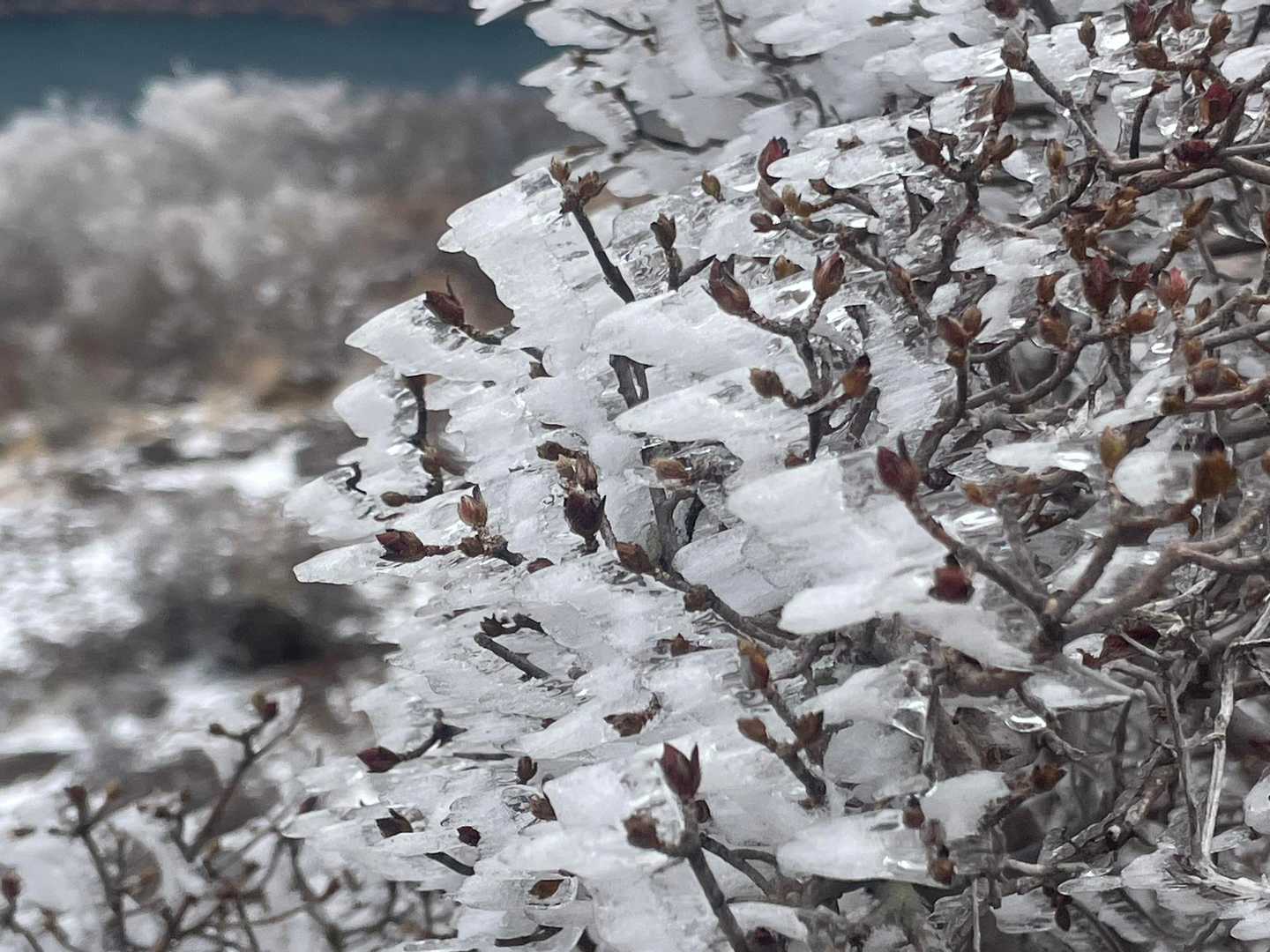 霧氷❄️がすんごい