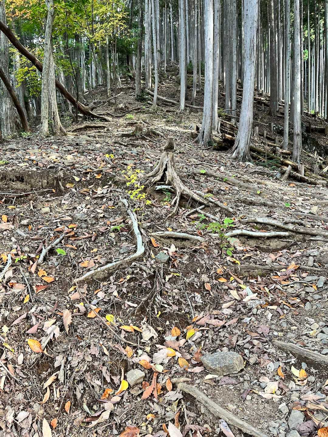 キター🤣この急登⛰️