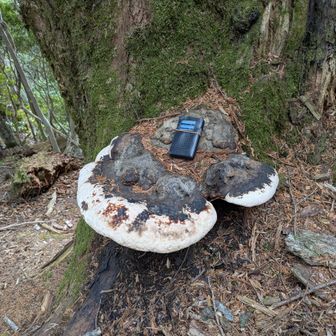 大きなサルノコシカケ