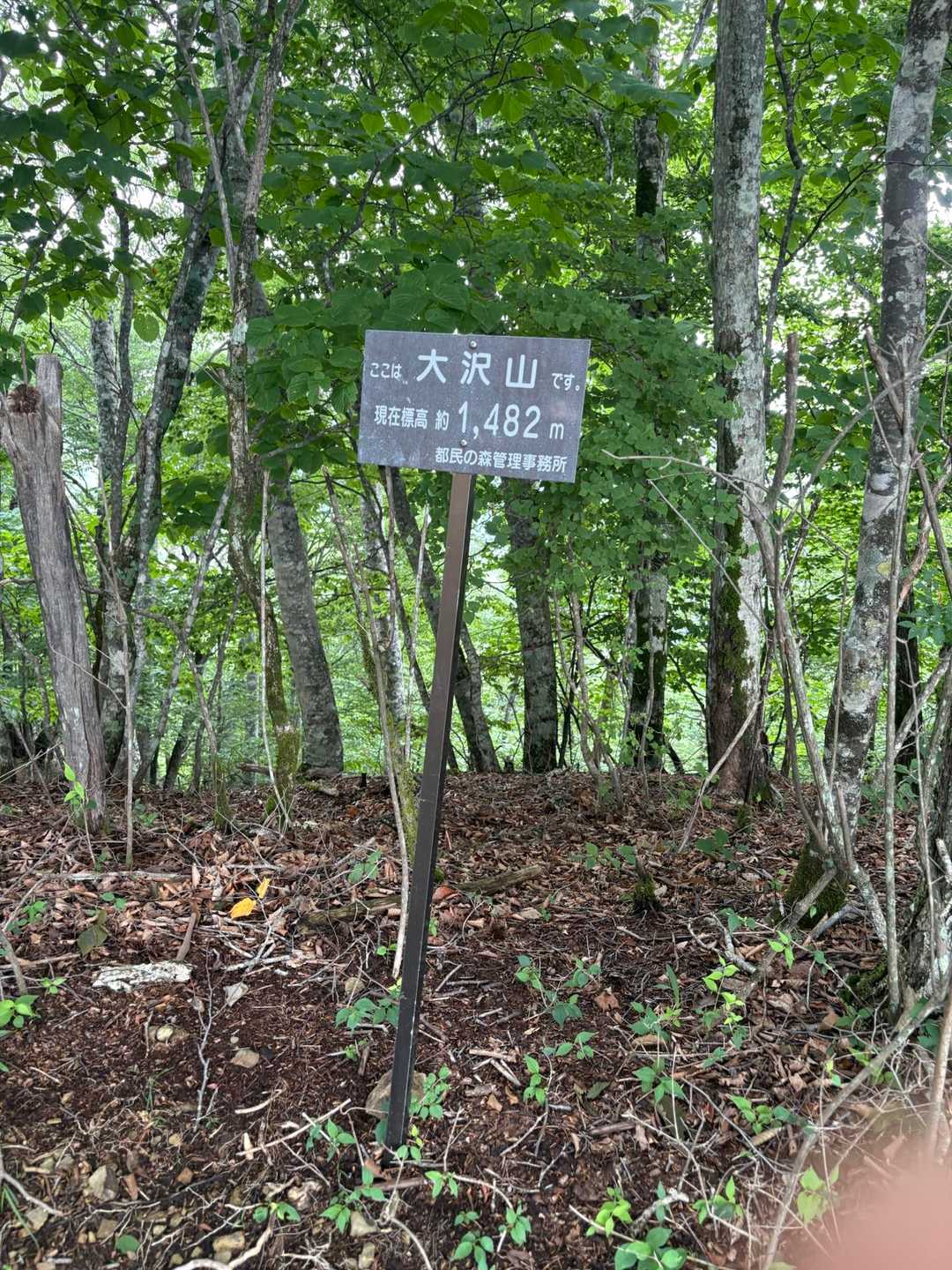 独標-入山峠-旧入山峠-鳥切場-栗ノ木沢ノ頭-醍醐丸-連行 縦走コースの写真