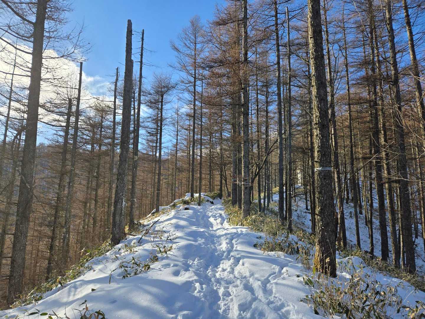 積雪は10cmくらい⛄