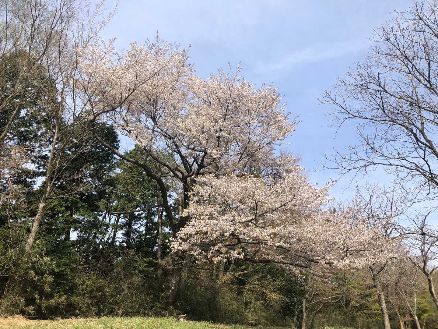 城山の写真