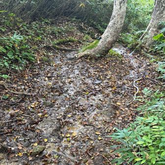 裏磐梯方面に降っていって、こんなところ何ヶ所か💧トレランシューズは防水じゃないんだよ😢