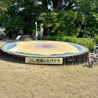 野間の大ケヤキの断面図原寸大🌳
樹齢千年以上、樹高30m、幹周り14m....大坂みどりの百選の解説にある幹まわりより大きいぞ、成長している？