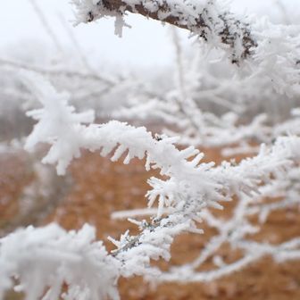 風がないと、霧氷はこんな感じに付くんですね
