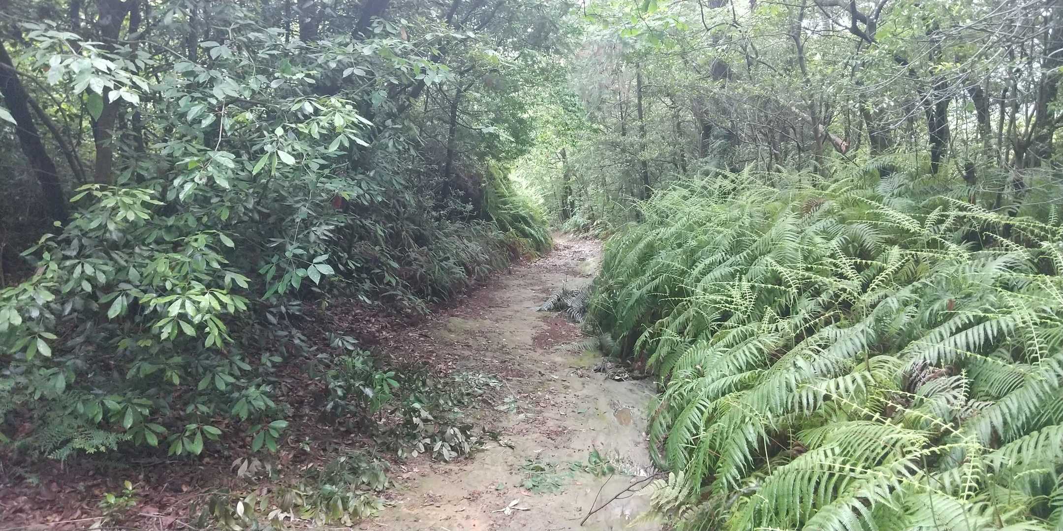 さらに雨泥スリップとシダ露でベトベトになりながら進みます。あっわたくし本日も蜘蛛の巣と虫に人気ありました🤣
