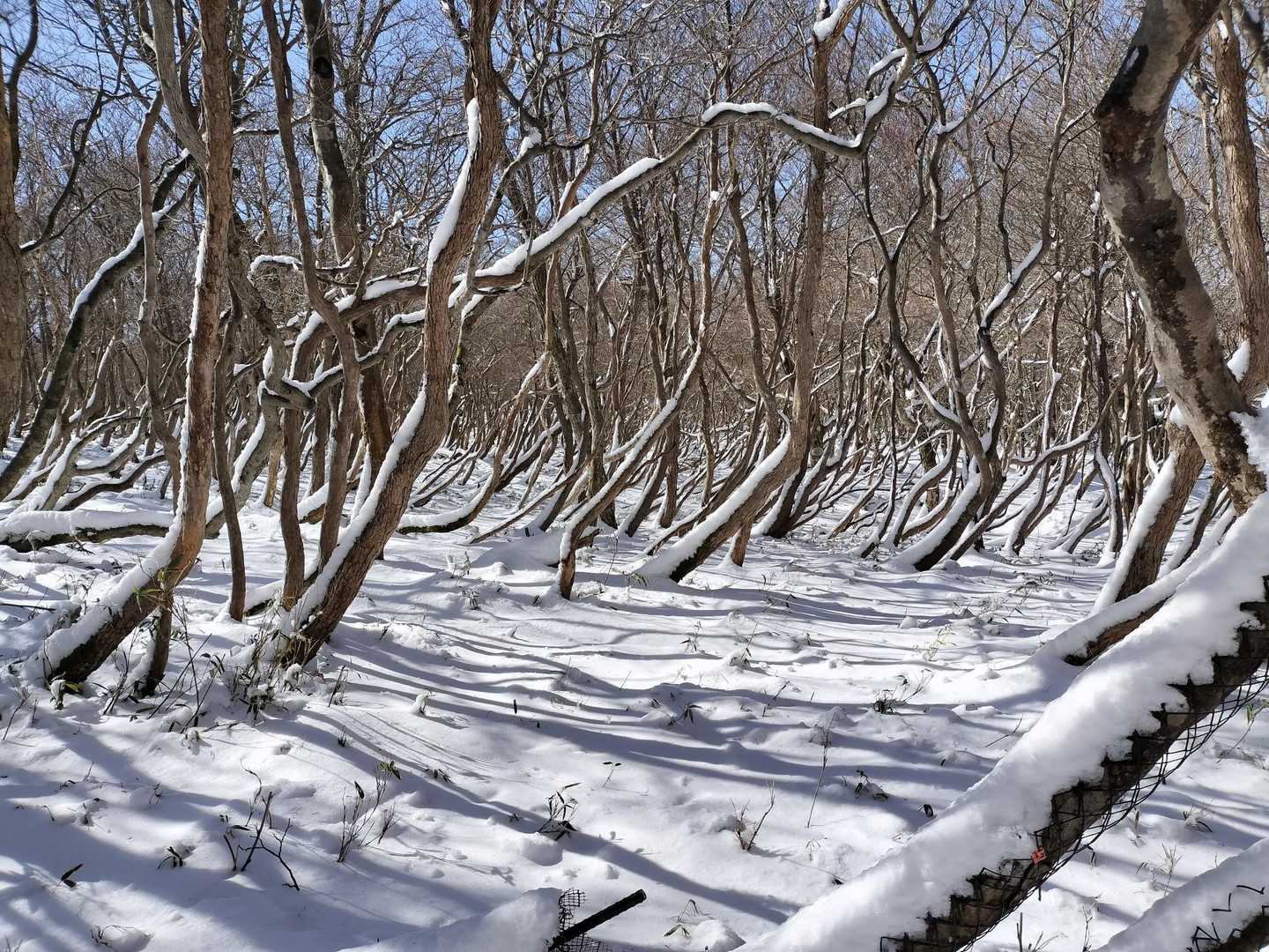  御在所ロープウェイ 山上公園駅-御在所岳 往復コースの写真