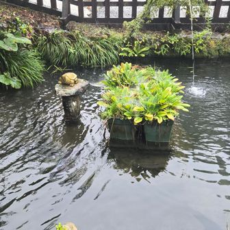 池
