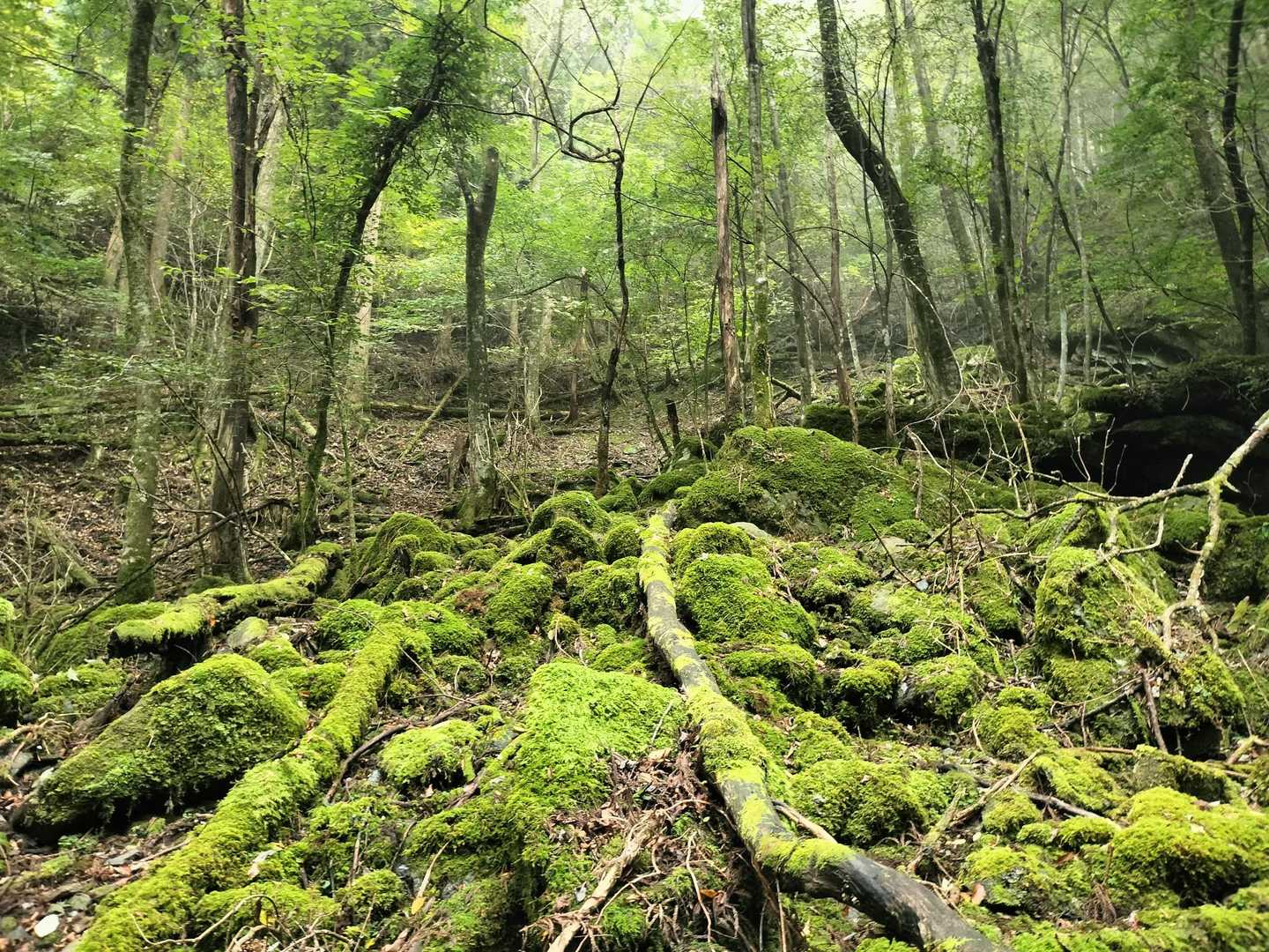 苔の世界