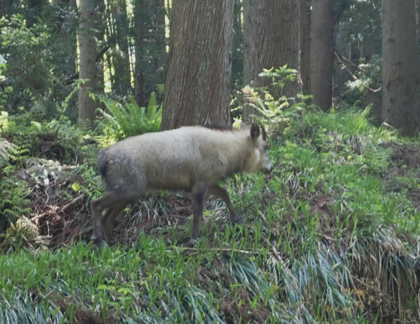 ウエルカムフラワーでならぬ、ウエルカムアニマル🐐