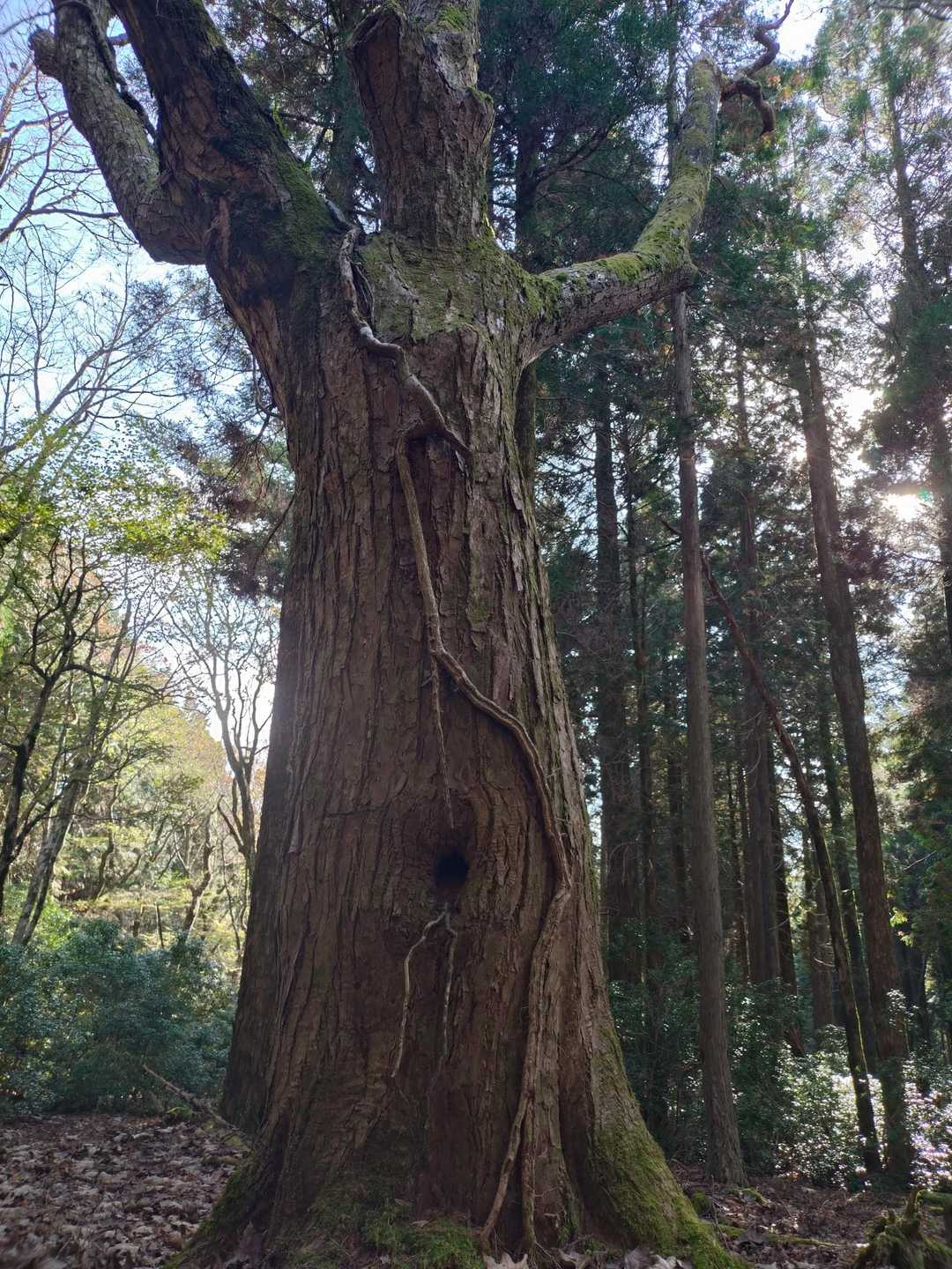 おヘソのある木🌳