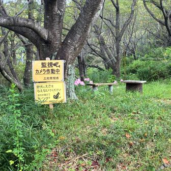 蜂も犬も怖いので、さっさと帰ります。