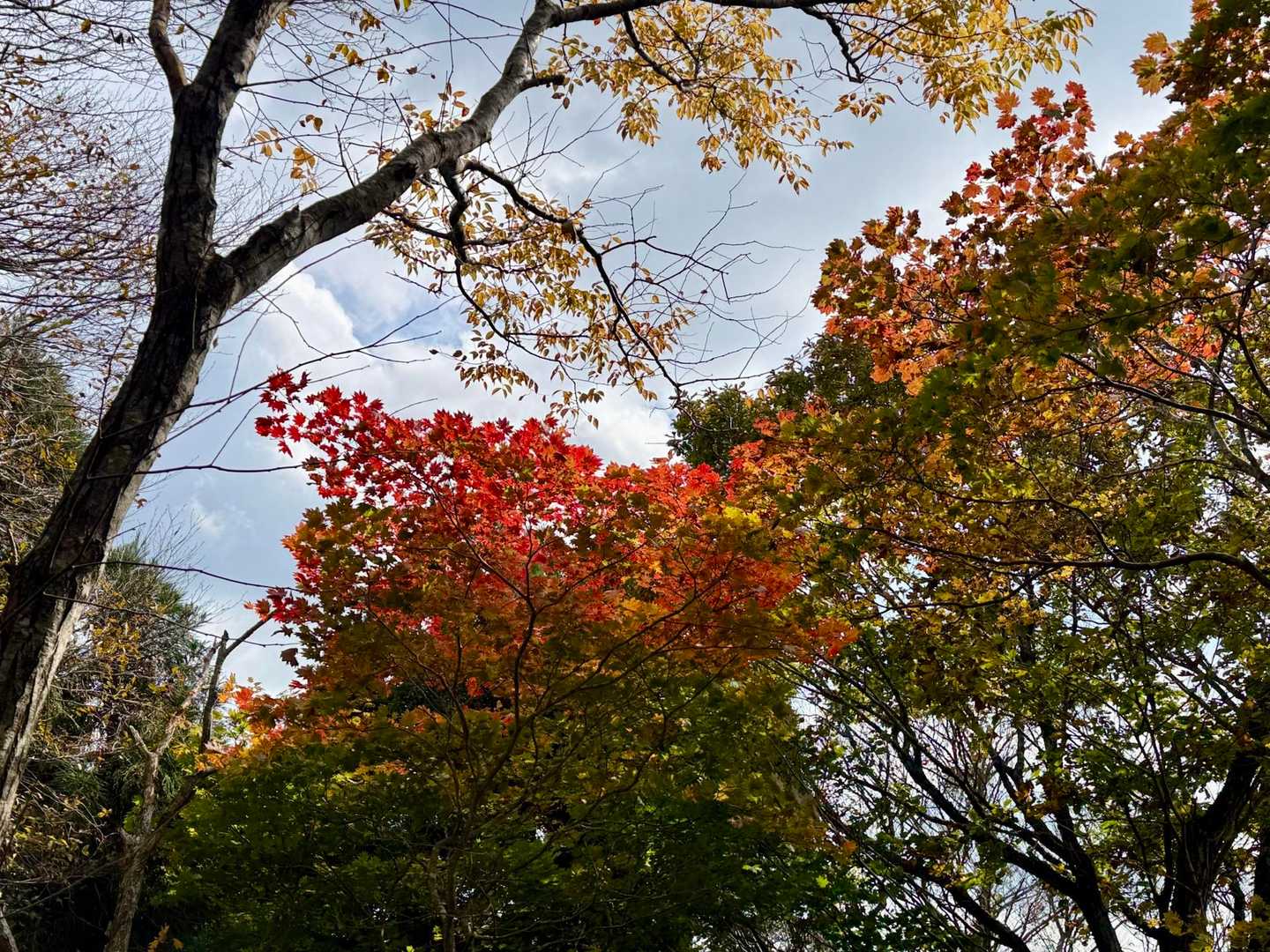 一部やけど、🍁赤くなって綺麗🤩