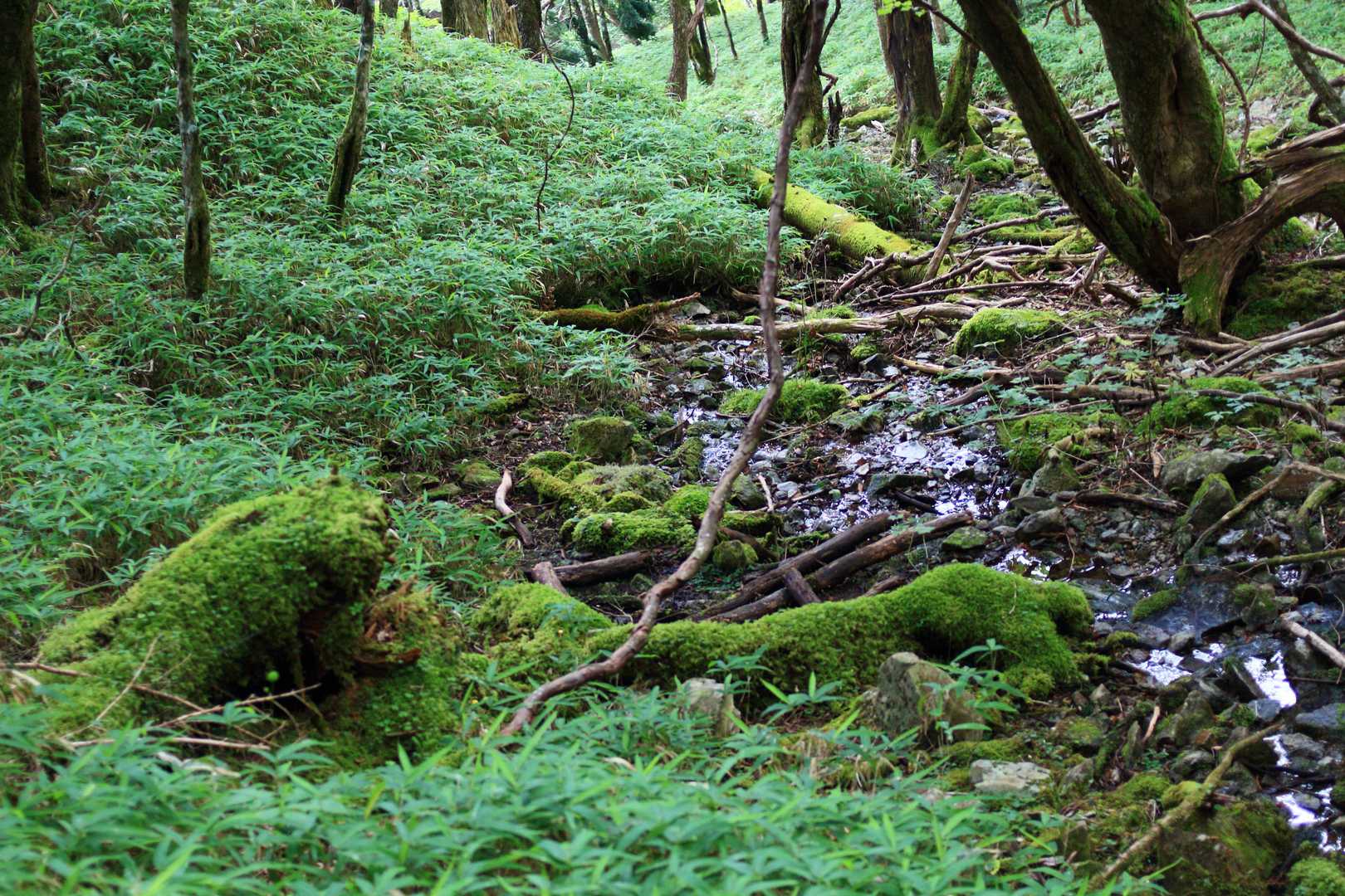 沢沿い。苔むしたる場所。