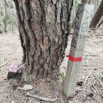 ここだね

臼杵山ピークへ