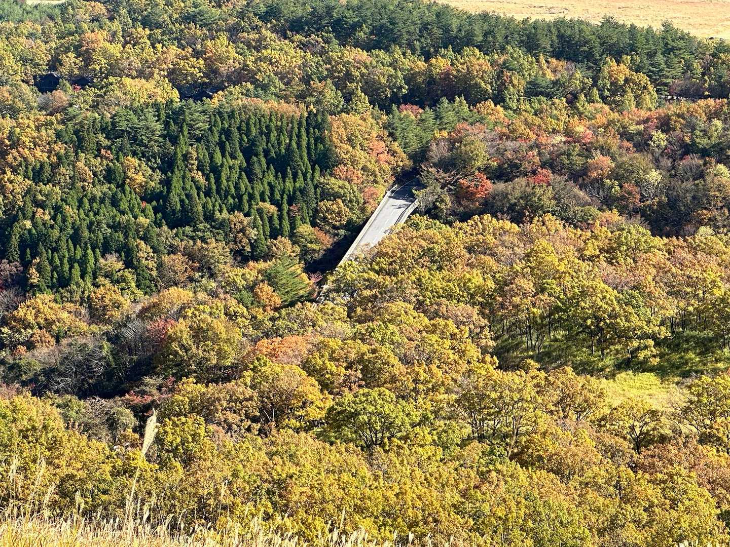 黄葉橋(婆さま命名)