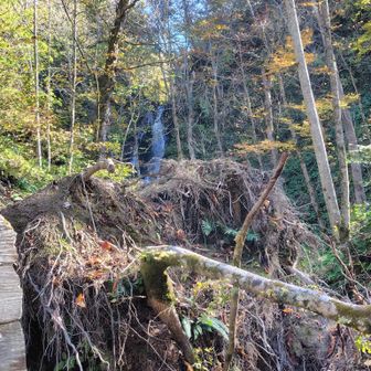 大きい木の倒木により滝の近くに入って行けなーい💦

もちろん、雲井の滝から奥の山道を15分位登った所で見れる双竜の滝も行けないね🥲
今の私はもちろん行けなかったけど…