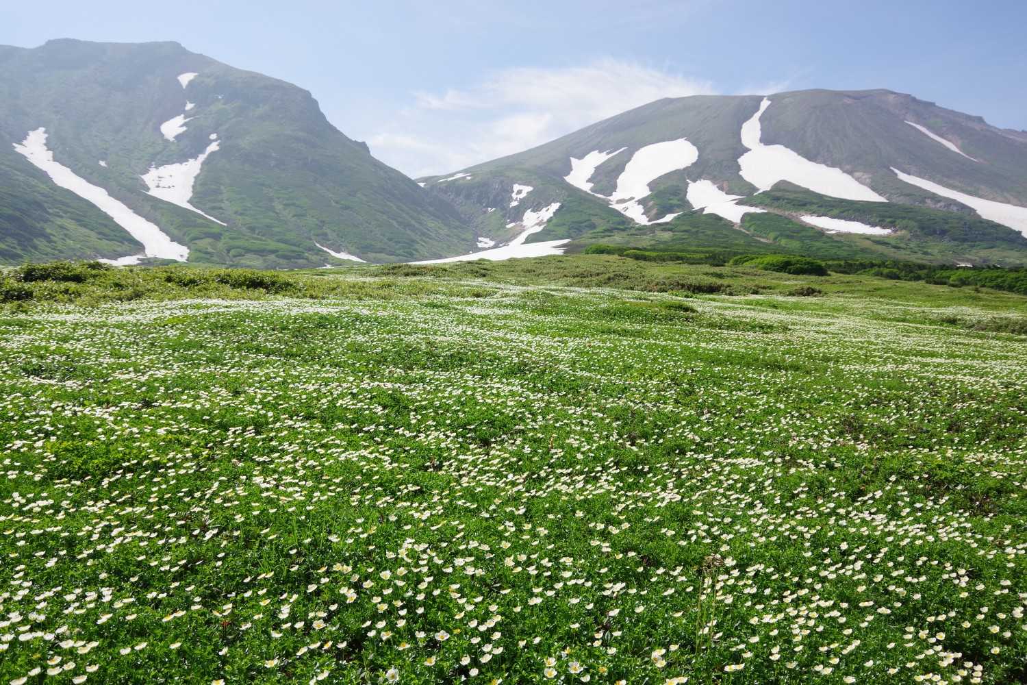チングルマの群生となんかの山々。
多分大雪山連山の一部。