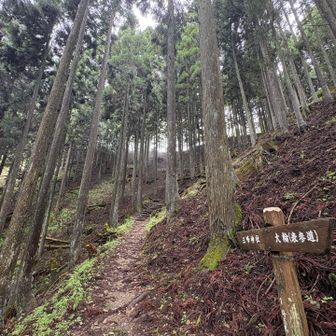 本宮へと至る稜線が近い。

どうしたことか、先ほどまで鳴り響いていたセミの大合唱が、ピタリと止んだ。

耳が痛くなるほどの静けさ。

……いま正に、ナニかの境界を越えたのかもしれない。